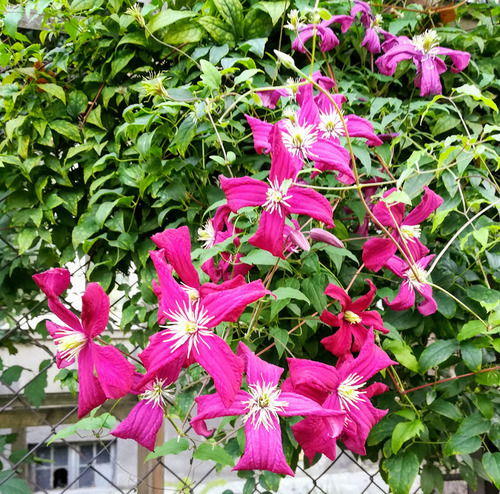 jakie rośliny pnące będą najlepsze na pergolę?/ powojnik clematis